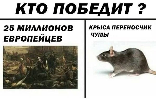 Уничтожение крыс в Владикавказе, цены, стоимость, методы