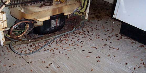Санэпидемстанция от тараканов в Владикавказе, вызвать, цены