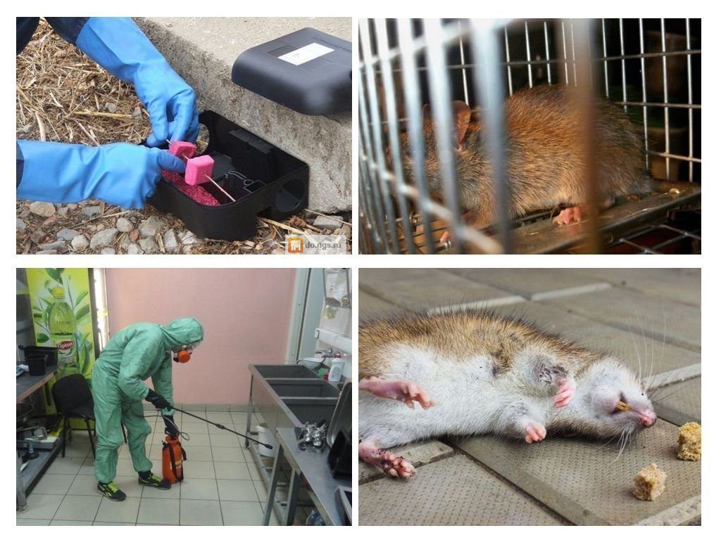 Дератизация от грызунов от крыс и мышей в Владикавказе