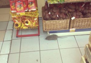 Дезинфекция от грызунов, крыс и мышей в Владикавказе