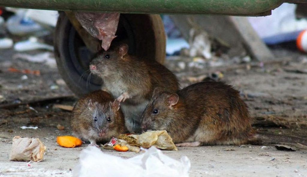 Травить грызунов крыс и мышей в Владикавказе