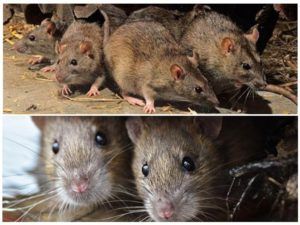 Травить грызунов крыс и мышей в Владикавказе