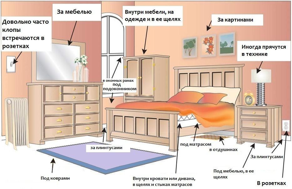 Обработка от клопов квартиры в Владикавказе