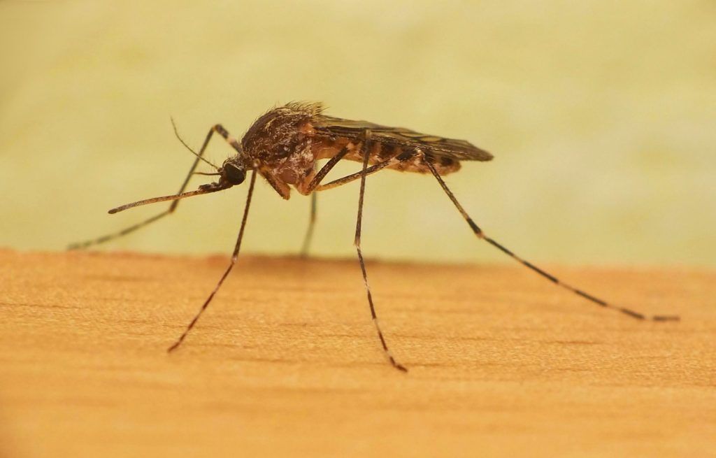 Уничтожение комаров в Владикавказе