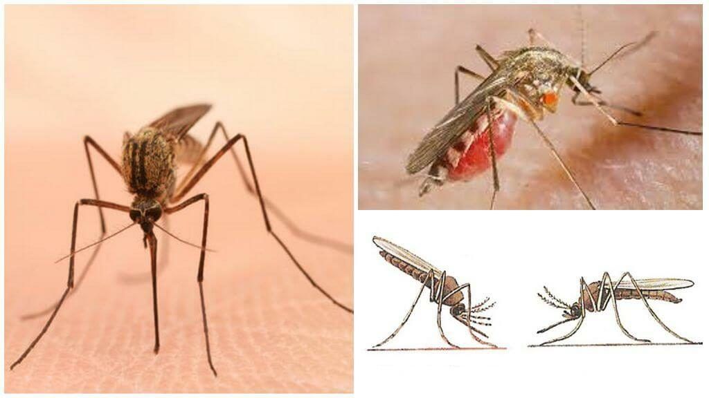 Уничтожение комаров в Владикавказе