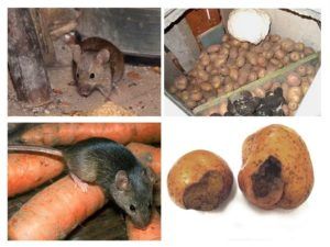 Служба по уничтожению грызунов, крыс и мышей в Владикавказе