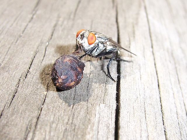 Профессиональное уничтожение мух в Владикавказе с гарантией