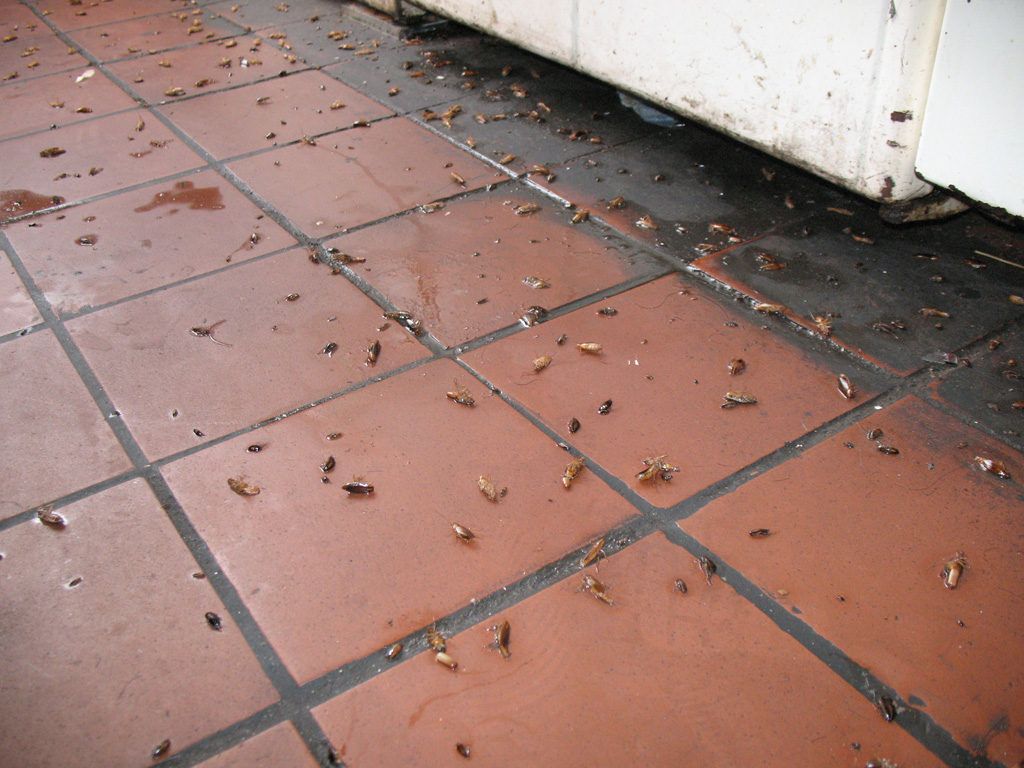 Уничтожение тараканов в квартире в Владикавказе 
