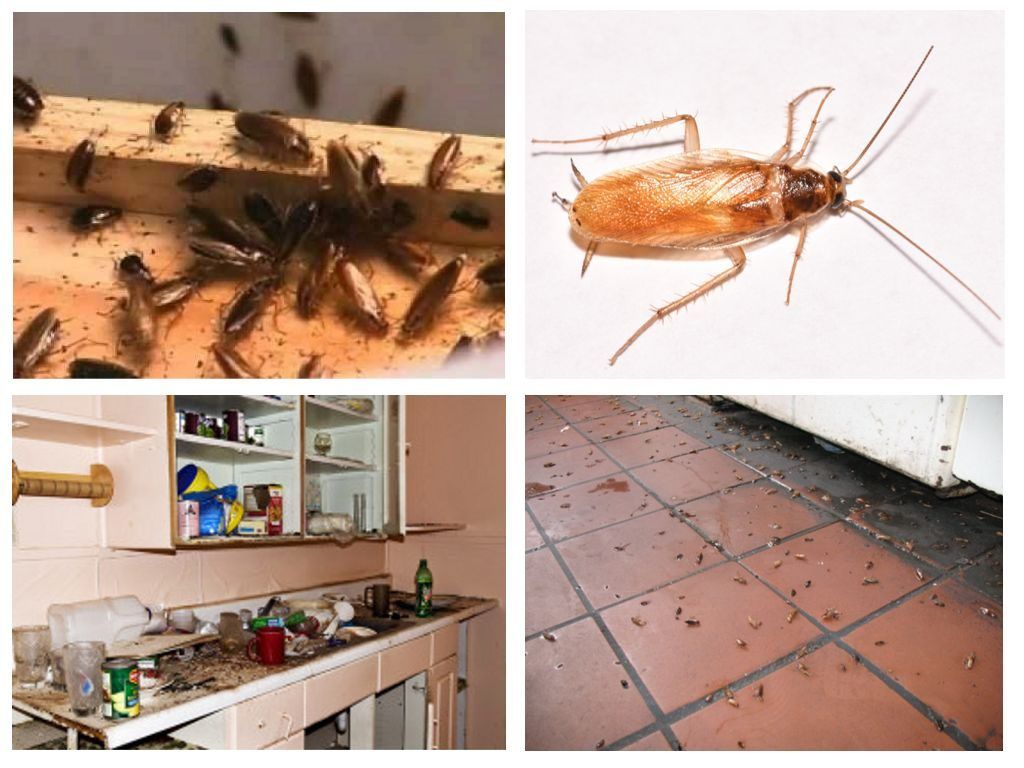 Морить тараканов в квартире в Владикавказе, цены