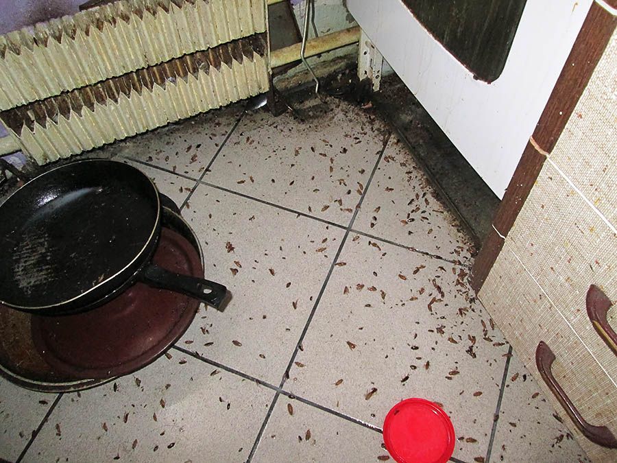 Санэпидемстанция от тараканов в Владикавказе, вызвать, цены